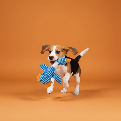 Beagle jovem brincando com pato de pelúcia — fundo laranja royal