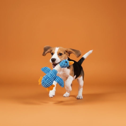 Beagle jovem brincando com pato de pelúcia — fundo laranja royal