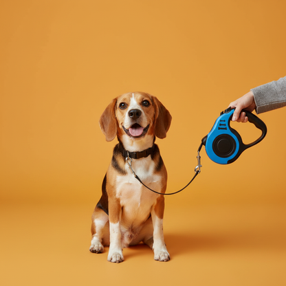 Beagle jovem com guia retrátil azul