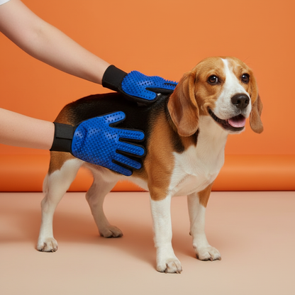 Beagle jovem com luva de tosa azul
