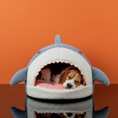 Beagle jovem na caminha tubarão