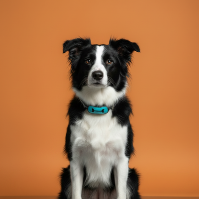 Coleira Antilatido Ultrassônica Recarregável USB para Cães