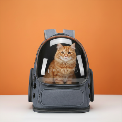 Fundo laranja – gato laranja na mochila