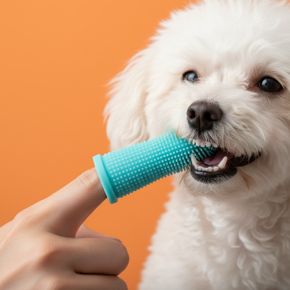 Lifestyle – escova teal em poodle branco com fundo laranja vibrante