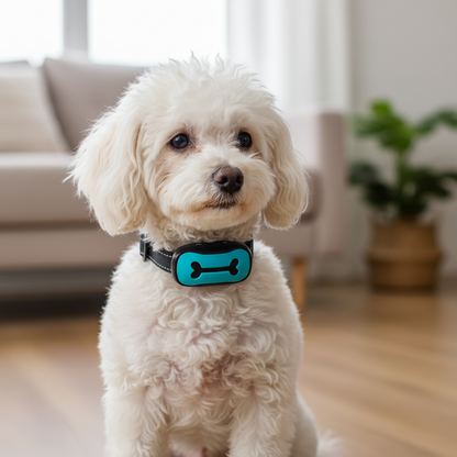 Poodle branco com coleira antilatido azul turquesa - lifestyle